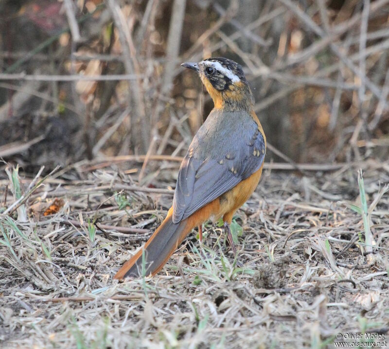 White-browed Robin-Chat