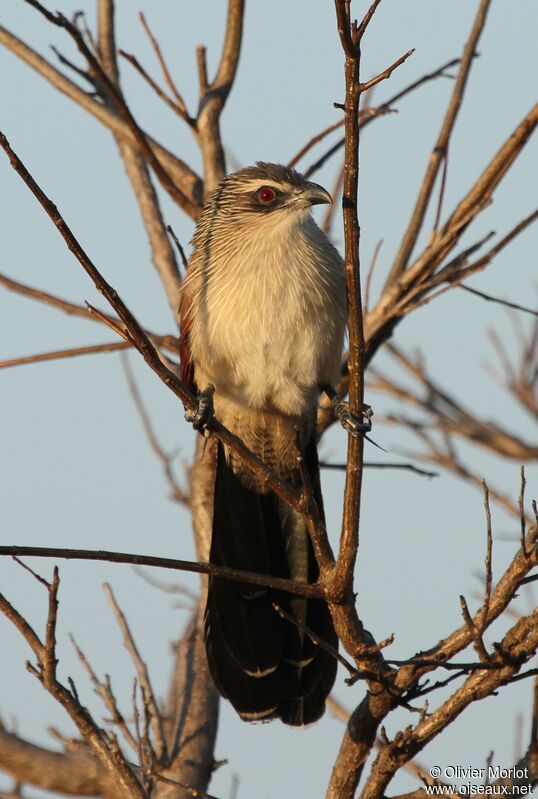 Coucal à sourcils blancs