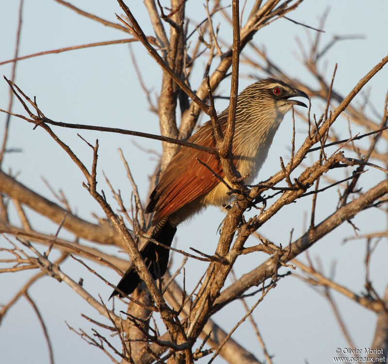 Coucal à sourcils blancs