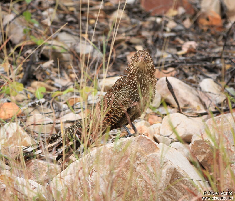 Coucal faisan