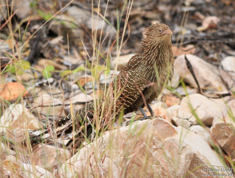 Coucal faisan