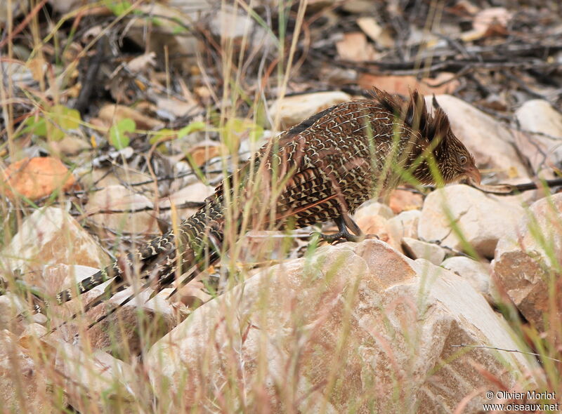 Pheasant Coucal