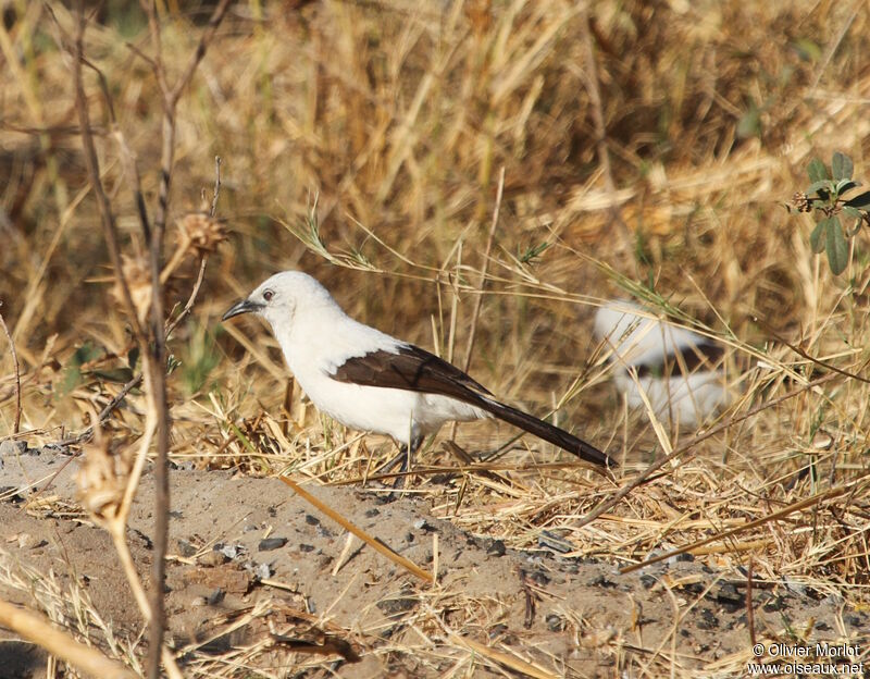 Southern Pied Babbler