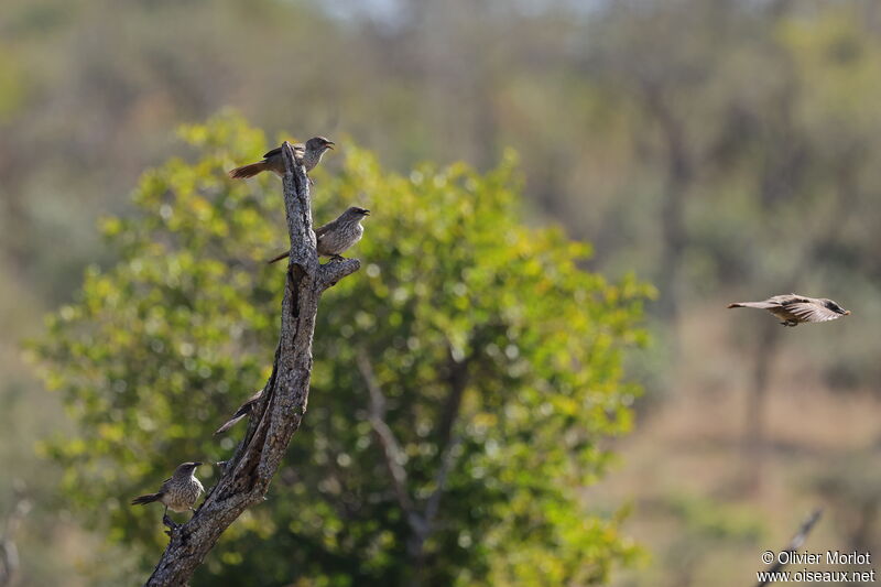 Arrow-marked Babbler