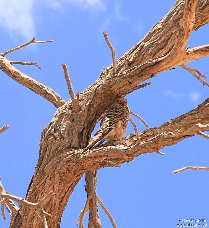 Greater Kestrel