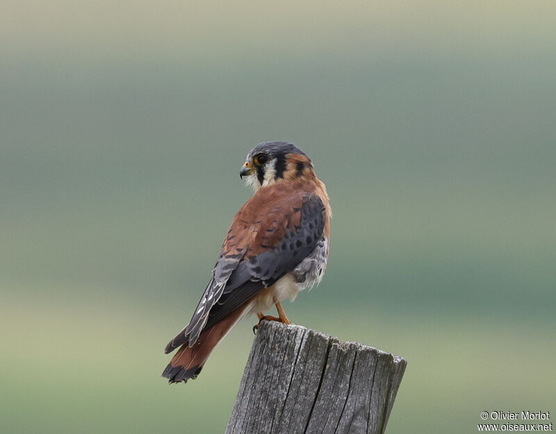 American Kestrel