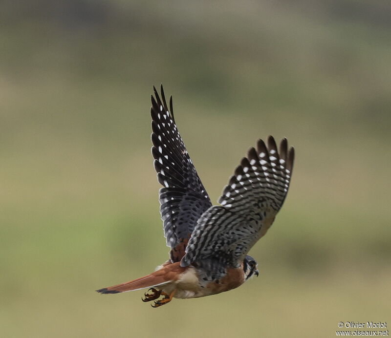 American Kestrel