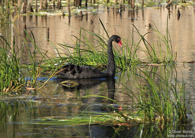 Cygne noir