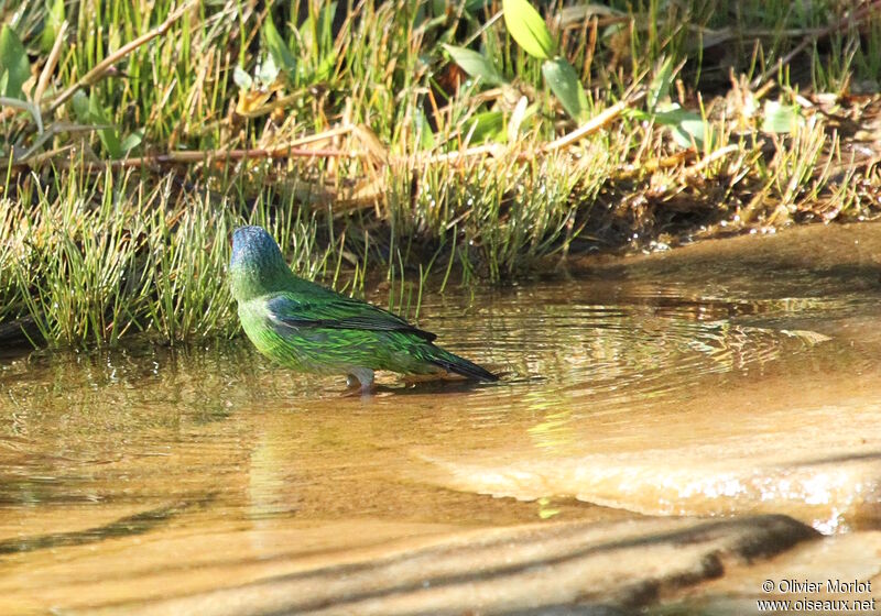 Dacnis bleu femelle