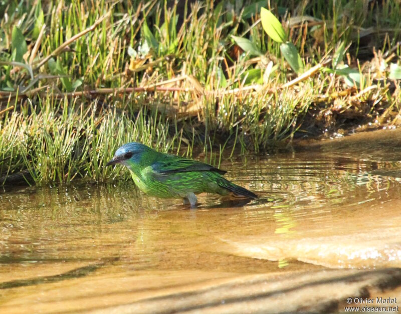 Dacnis bleu femelle