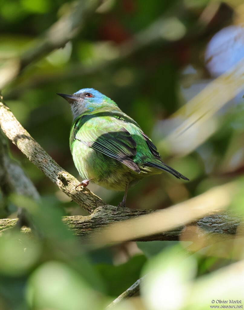 Dacnis bleu femelle