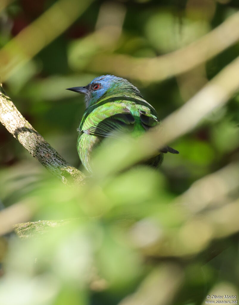 Dacnis bleu femelle
