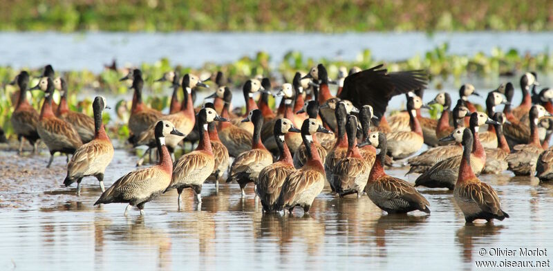 White-faced Whistling Duck