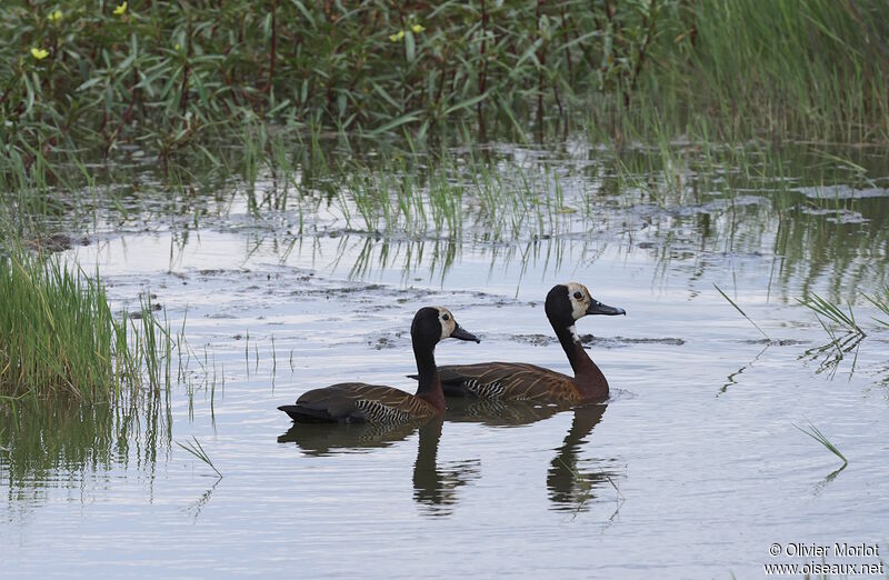 White-faced Whistling Duck