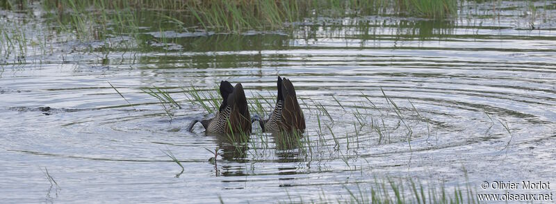 White-faced Whistling Duck