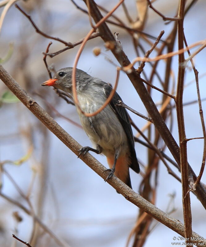 Mistletoebirdjuvenile