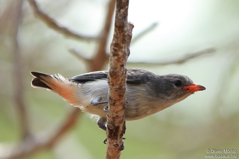 Mistletoebirdjuvenile