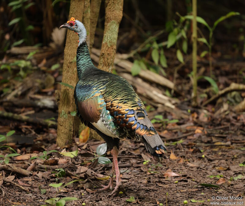 Ocellated Turkey