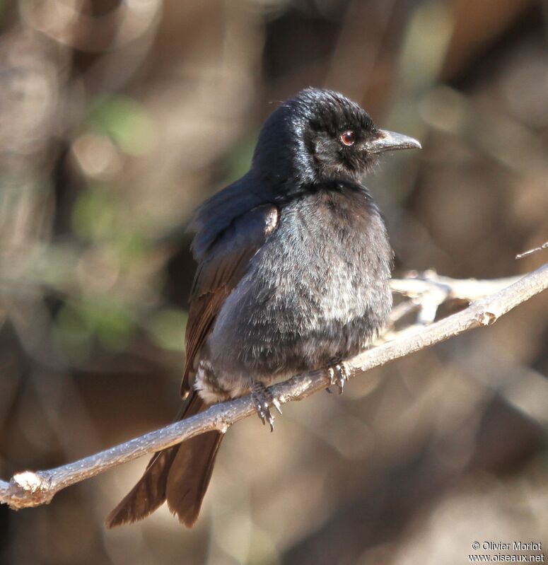 Fork-tailed Drongo