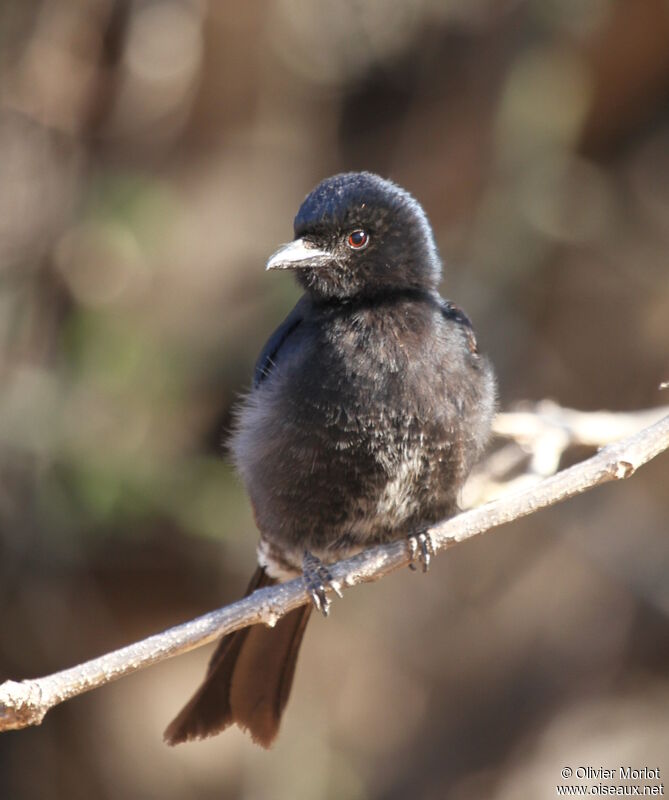 Fork-tailed Drongoimmature