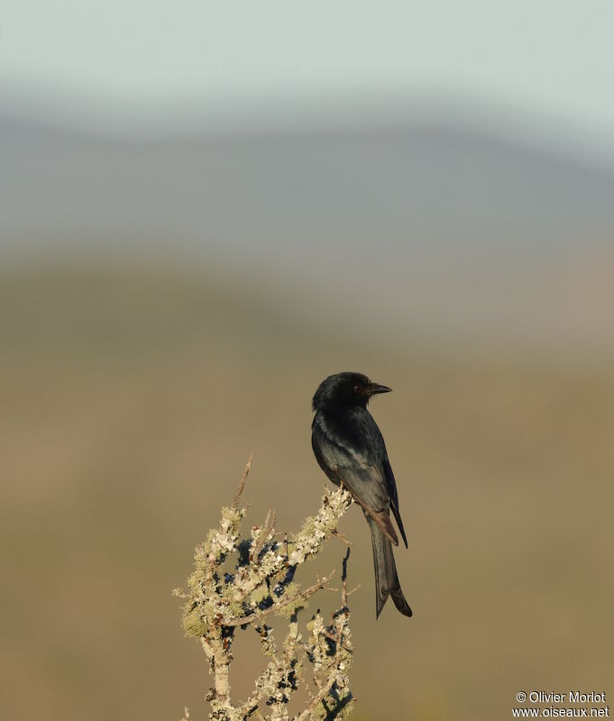 Fork-tailed Drongo