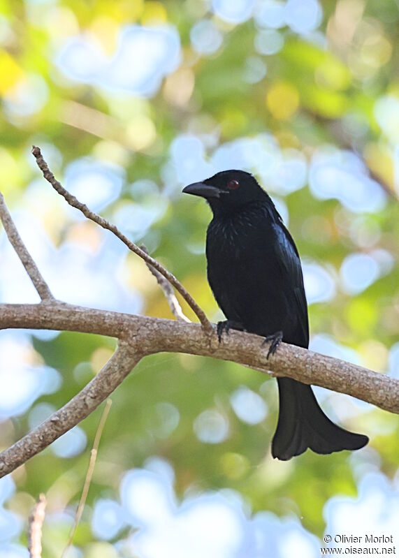 Wallacean Drongo