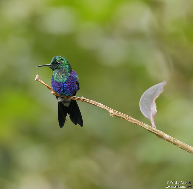 Crowned Woodnymph