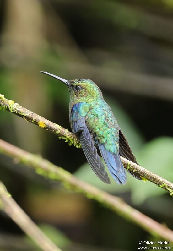 Crowned Woodnymph