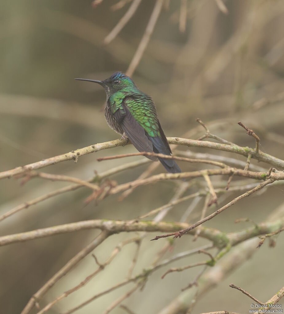 Dryade glaucope