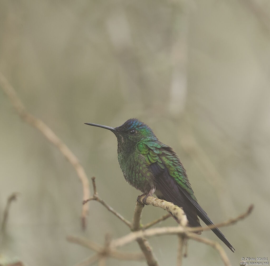 Dryade glaucope