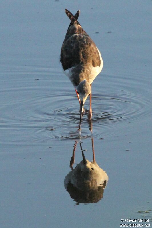 Black-winged Stilt