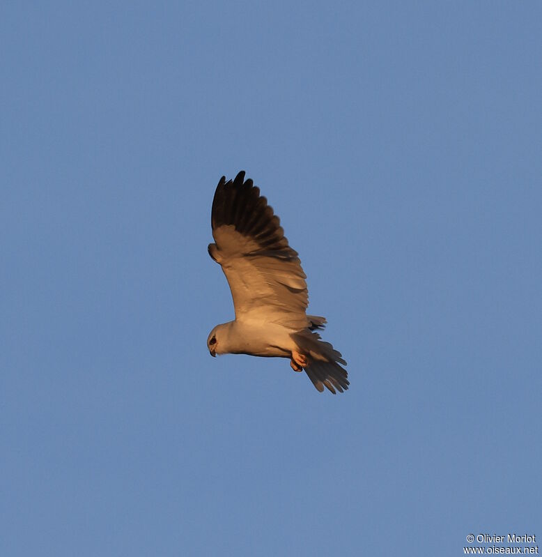 Black-winged Kite