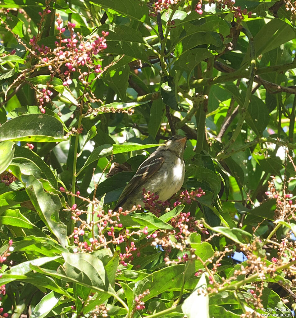 Small-billed Elaenia