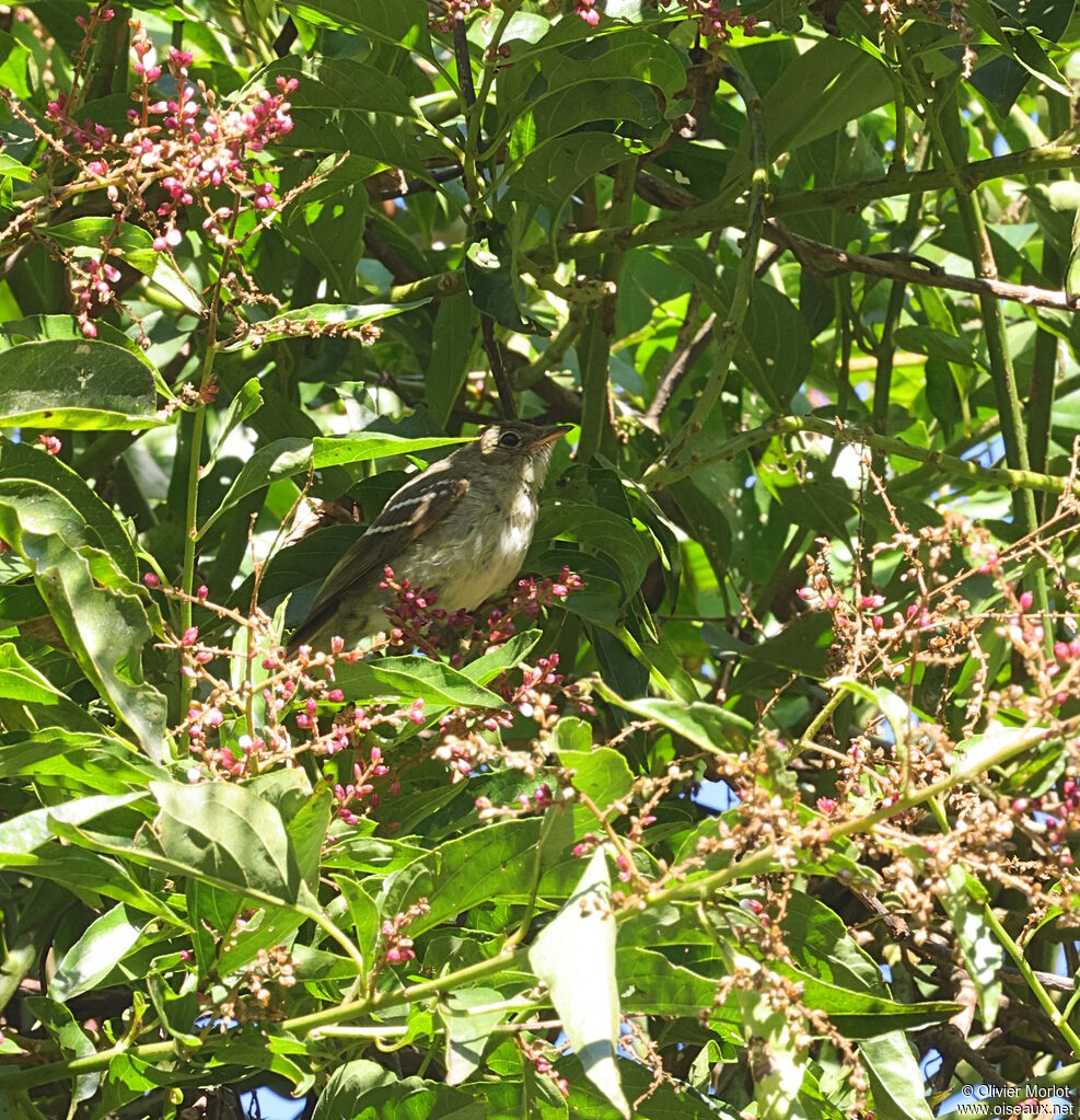 Small-billed Elaenia
