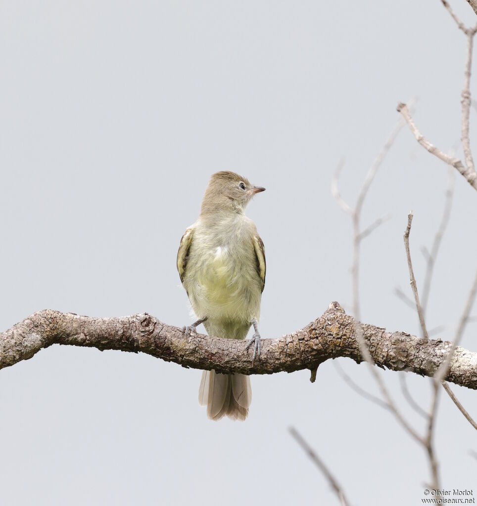 Yellow-bellied Elaenia