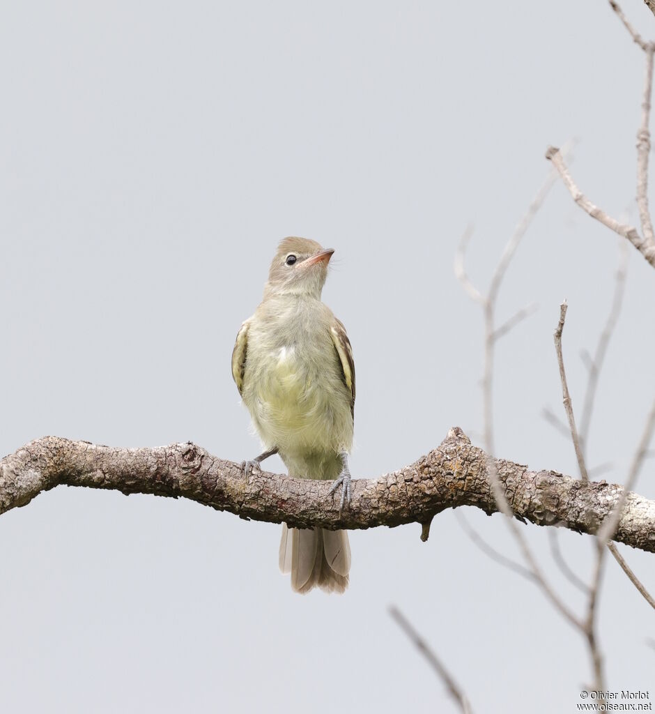 Yellow-bellied Elaenia