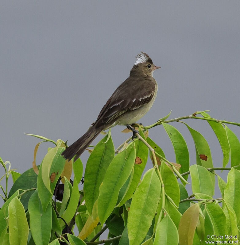 Mottle-backed Elaenia