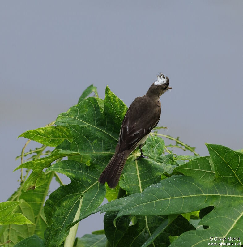 Mottle-backed Elaenia