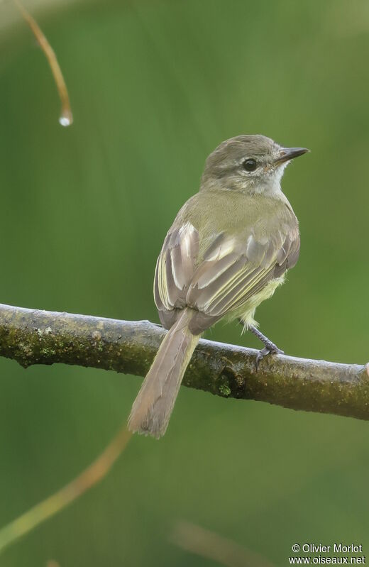 Greenish Elaenia