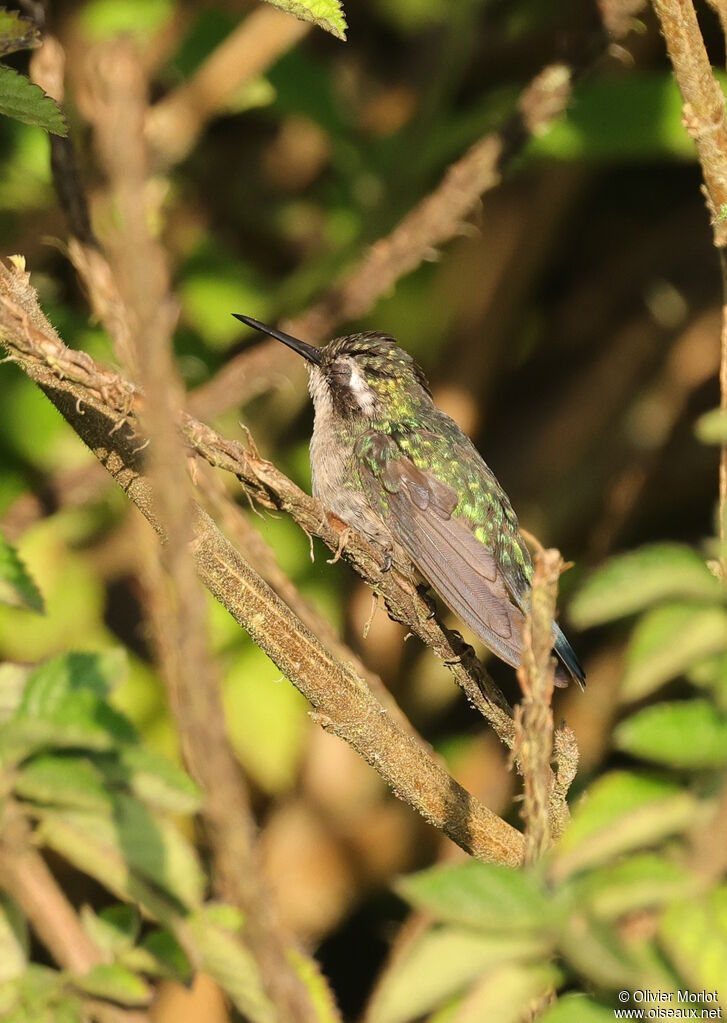 Western Emerald