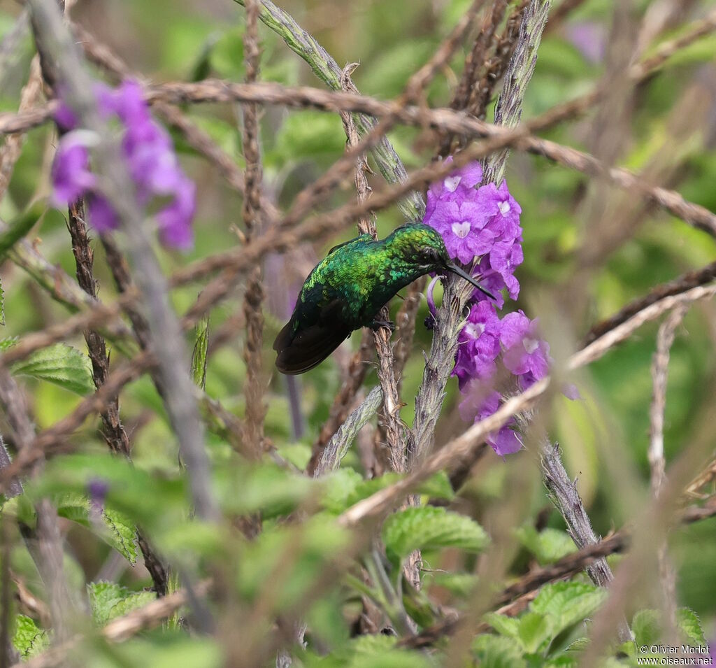 Western Emerald