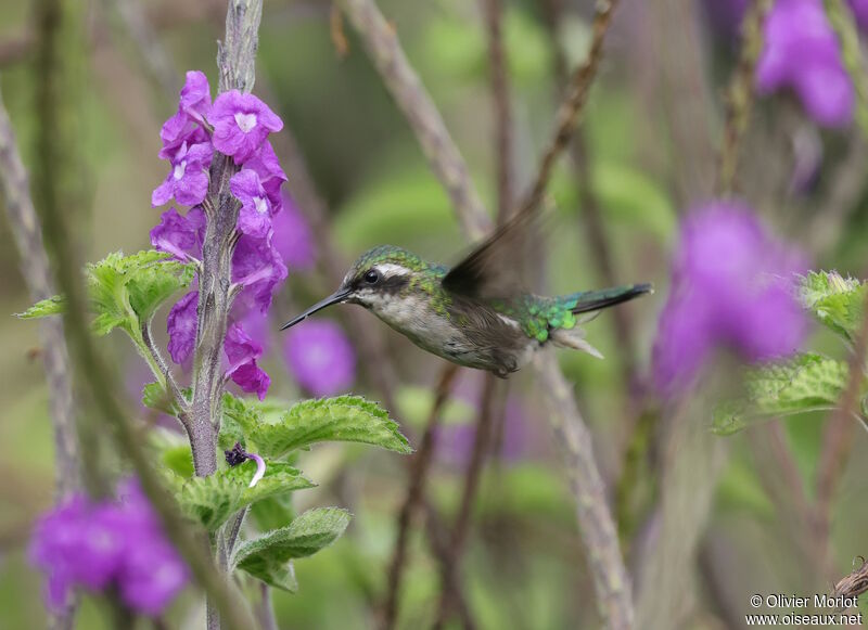 Western Emerald female