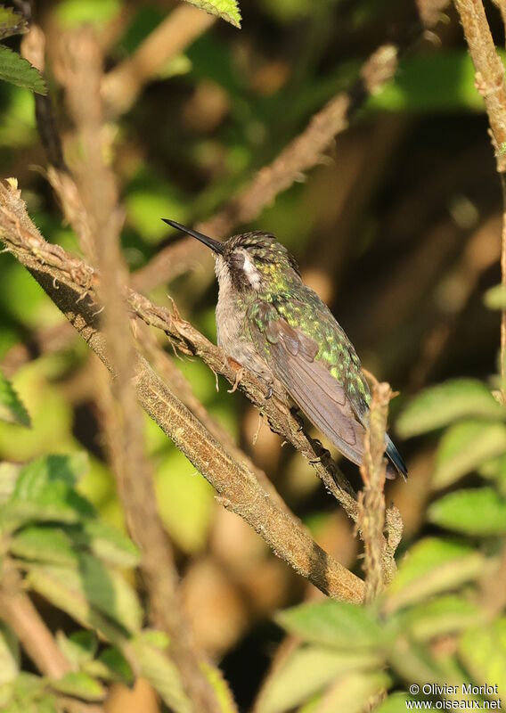 Western Emerald female