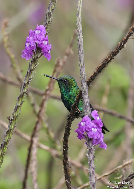 Western Emerald male