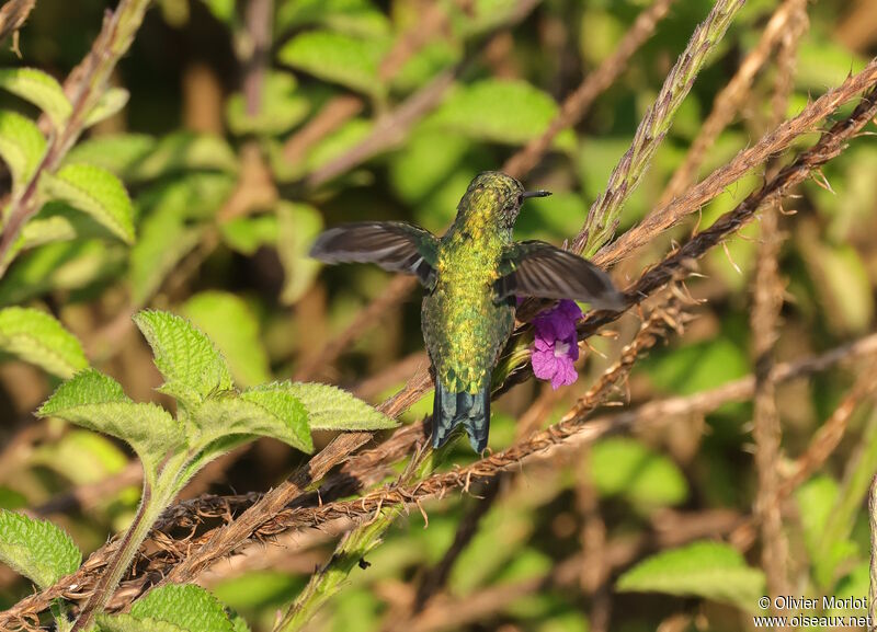 Western Emerald male