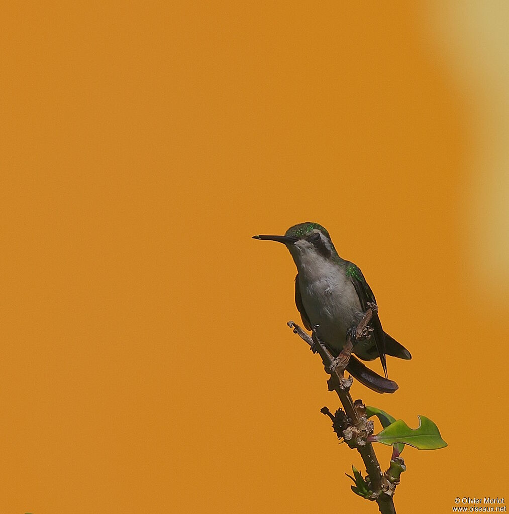 Émeraude du Panama femelle