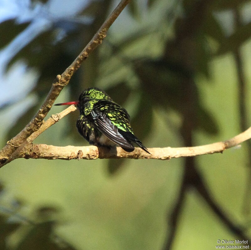 Glittering-bellied Emerald