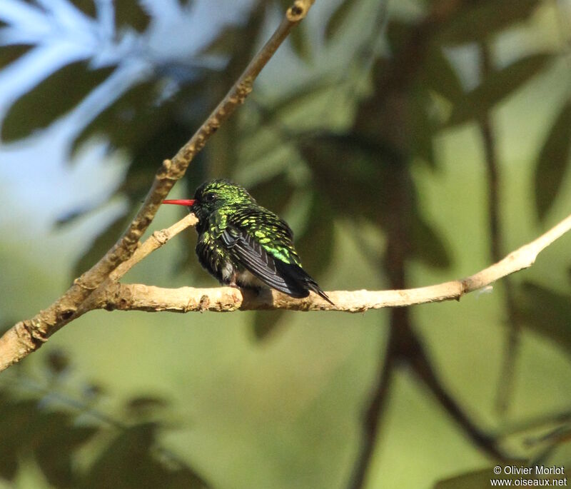 Glittering-bellied Emerald