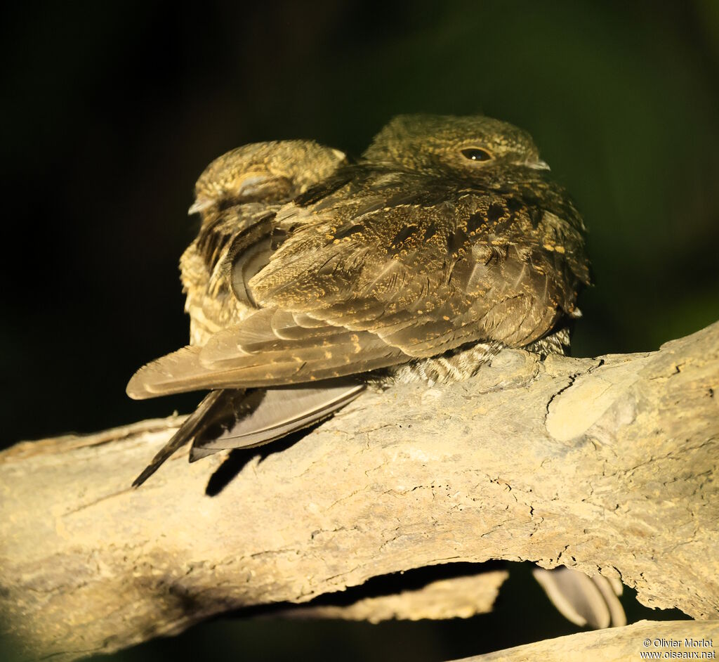 Engoulevent leucopyge