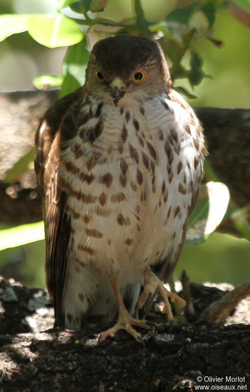 Little Sparrowhawk